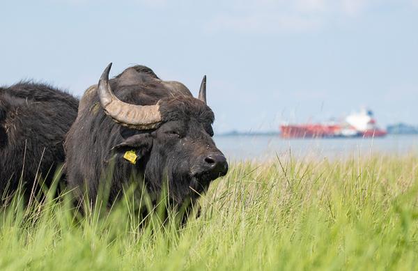 Waterbuffel op het Schor van Baalhoek