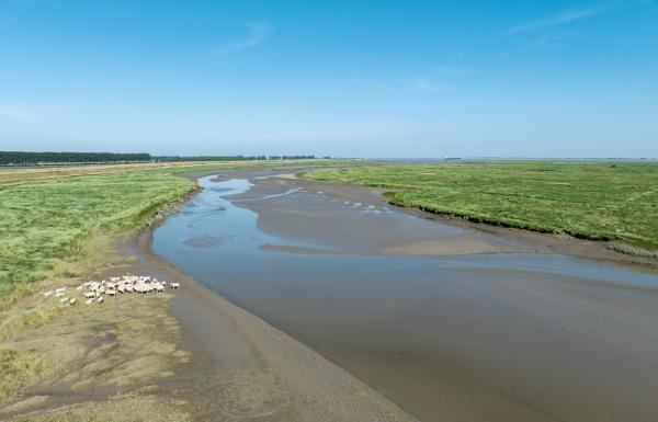 Schorrengeul in Saeftinghe uit lucht gefotografeerd