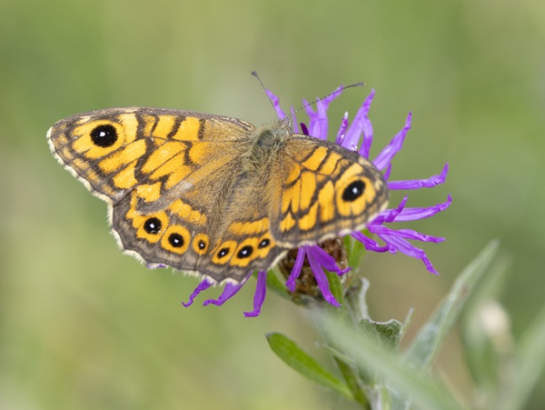 Argusvlinder op bloem