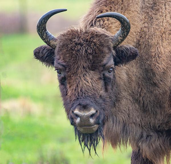 Wisent kijkt in de camera 