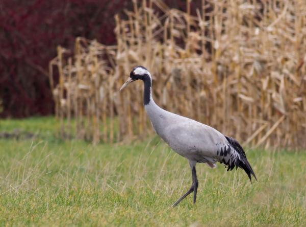 Volwassen Kraanvogel