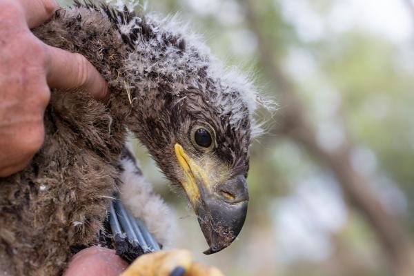 Jonge Zeearend wordt geringd