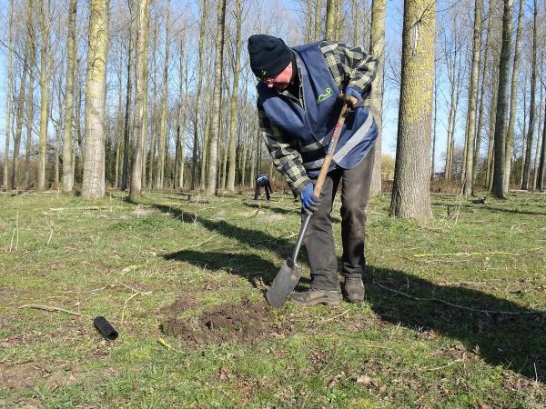 Vrijwilliger plant boom in de Clingse bossen