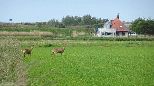 Reeën op een grasland