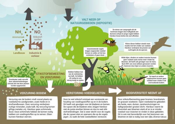 Infographic over stikstof