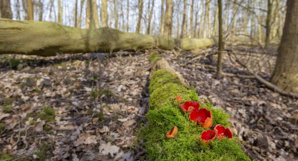 Rammekens Rode Kelkzwam op omgevallen boom