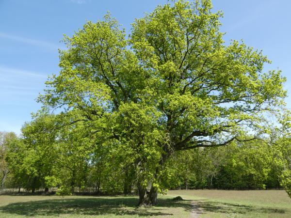 Grote veteraanboom op grasveld