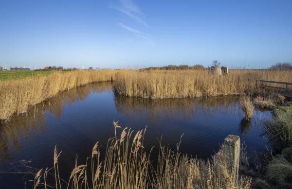 Kreek met kronkelende water omzoomd met riet met donkerblauwe lucht