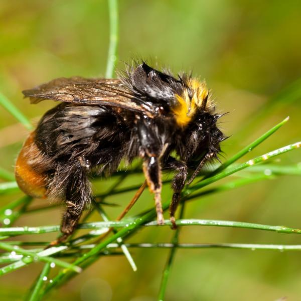 Weidehommel natgeregend op grasspriet