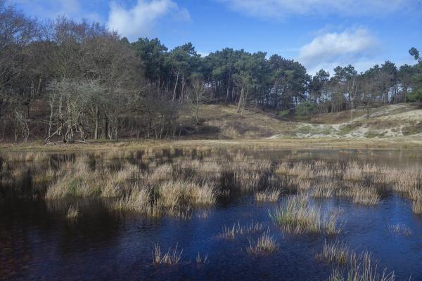 Zicht op bomen en een ven in natuurgebied Oranjezon