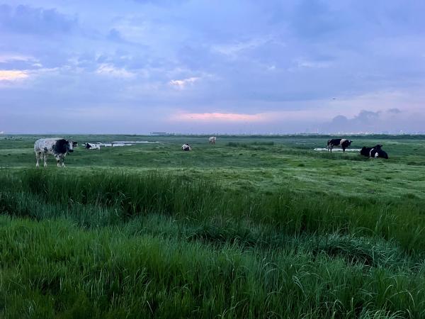 runderen op de schorren van Saeftinghe