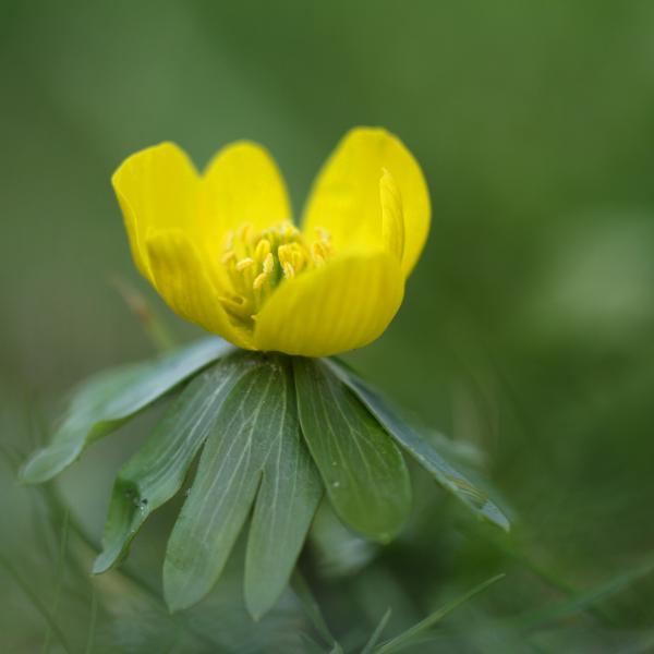 Winterakoniet, gele kerkvormige bloem