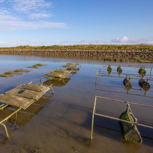 Oesterteelt in oestergeul Waterdunen