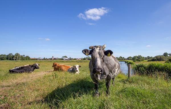 Runderen in het Groote gat