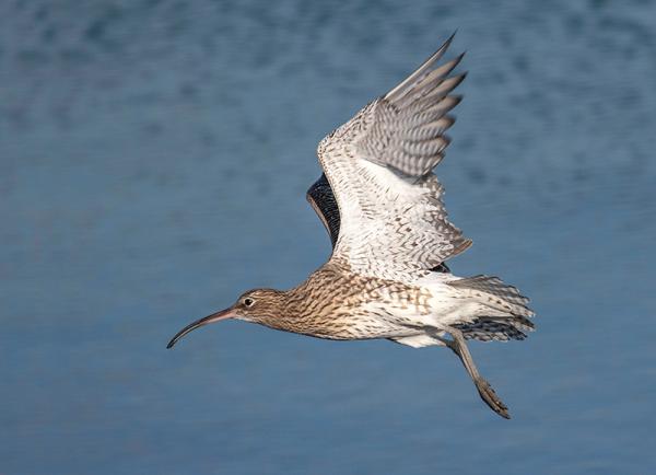 Een wulp vliegt over het water