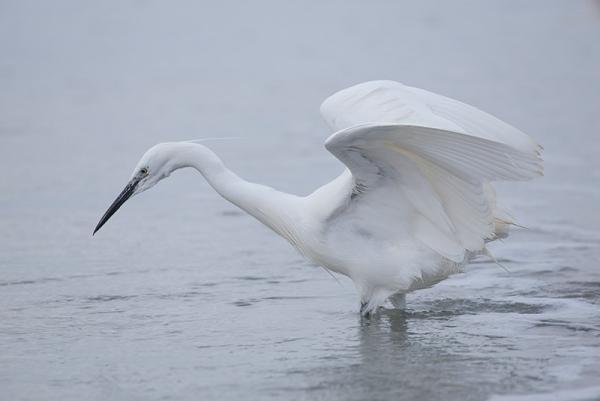 Een witte kleine zilverreiger staat in het water