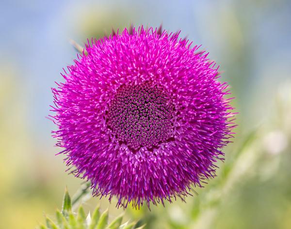 Een paarse Knikkende Distel 