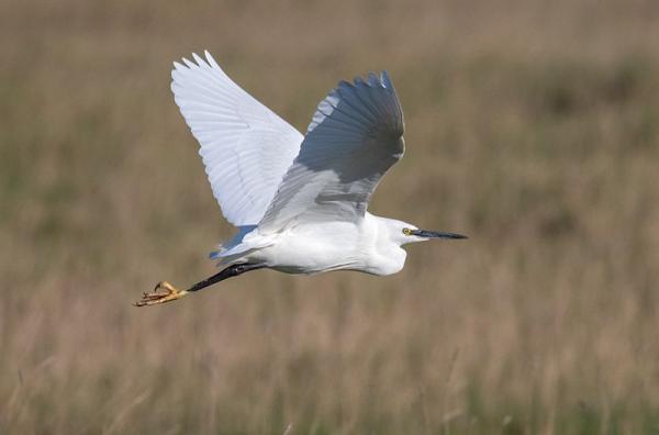 Kleine zilverreiger