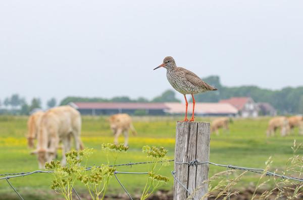 Tureluur zit op een paaltje met op de achtergrond grazende runderen