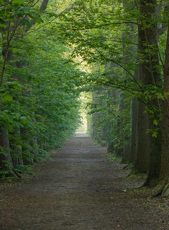 Laan door de bossen