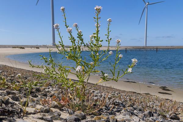 Zeeraket in bloei met witte bloemen met op de achtergrond de zee en windmolens