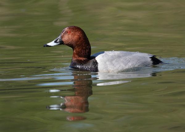 Een tafeleend zwemt door het water van de Eendenkooi