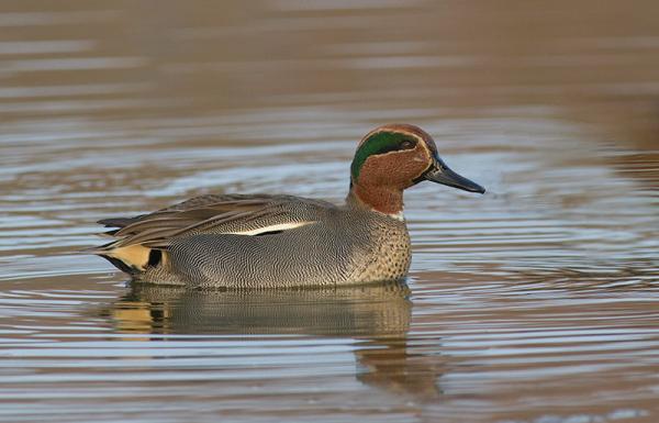 Woerd wintertaling