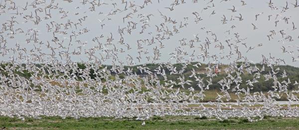 broedvogeleiland vol opvliegende vogels