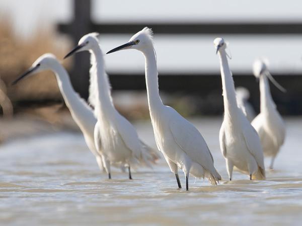 Groepje Kleine Zilverreigers staat in het water