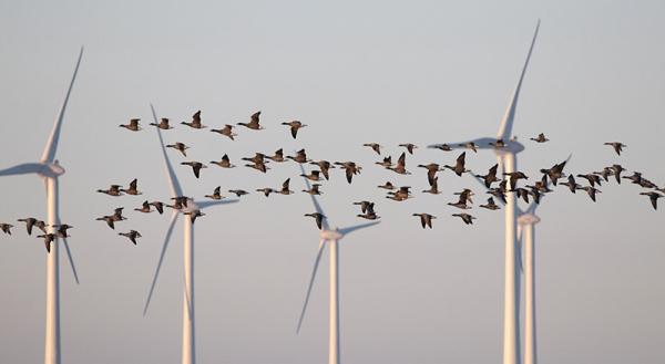 Vliegende rotganzen voor een windmolen