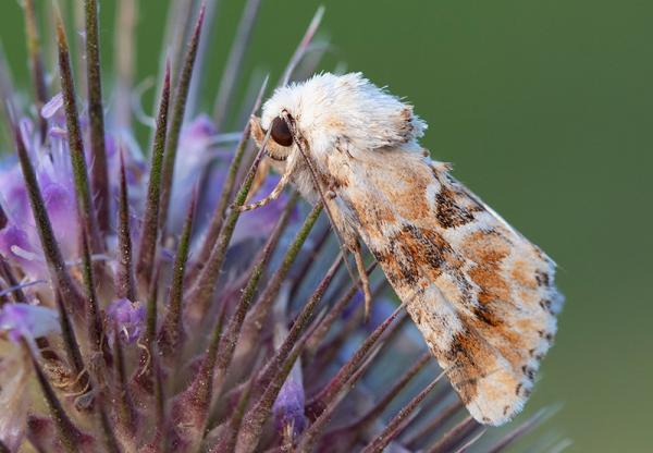 Gevlamde grasuil op grote kaardenbol