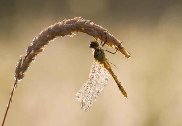 Bloedrode heidelibel