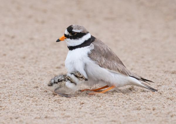 Bontbekplevier met juveniel Oranjezon