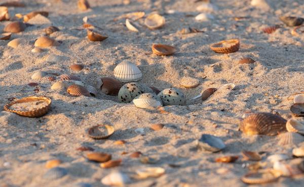 Dwergsternnest in zand