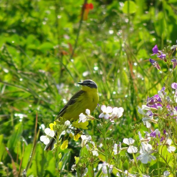 Gele kwikstaart in Partridge bloemenblok.jpg