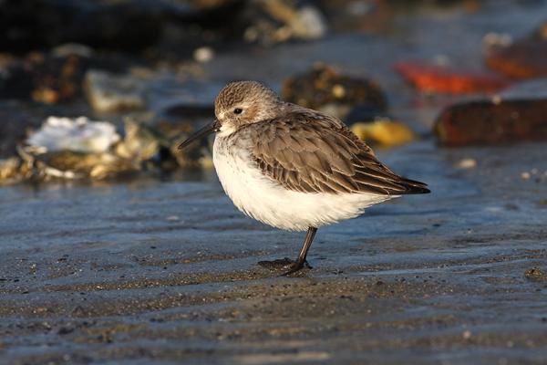 Bonte strandloper