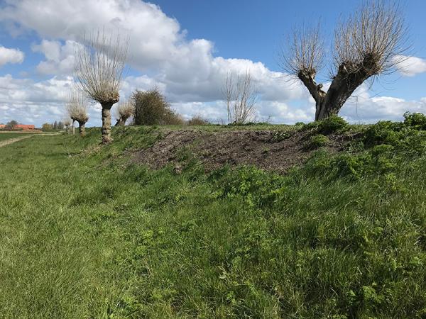 Knotbomen op dijken Zeeuws-Vlaanderen