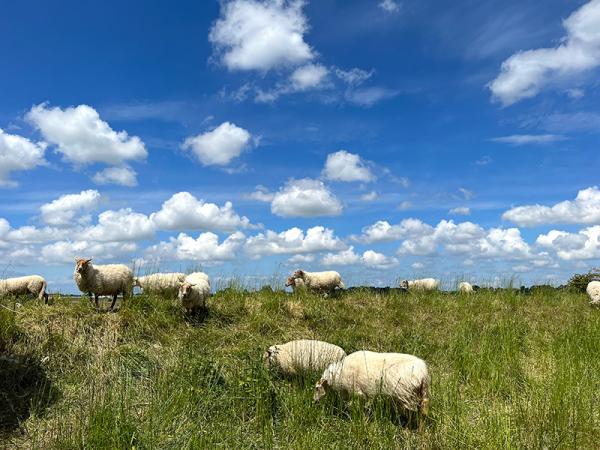 Schapenbegrazing Oude Veerseweg