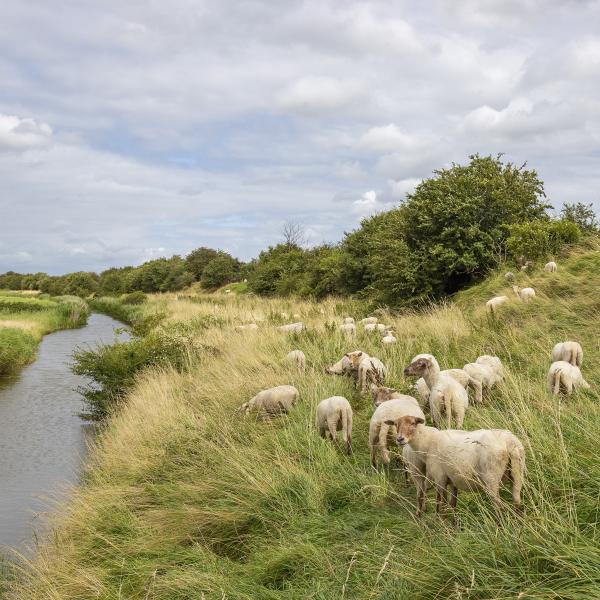 Schapen staan in het gras