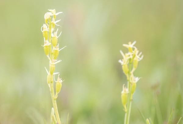 Groenknolorchis