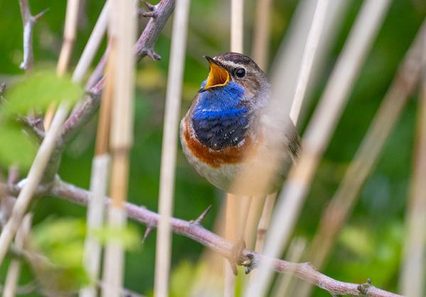 Blauwborst