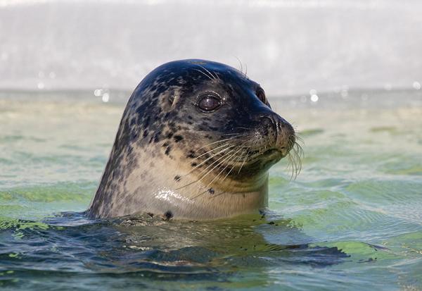 Gewone zeehond