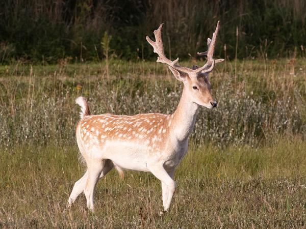 Damhert bok met gewei