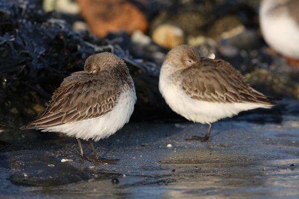 Bonte strandlopers