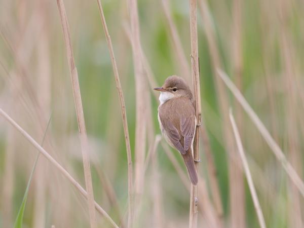 Kleine karekiet in het riet