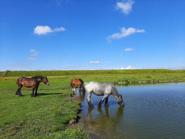 Zeeuwse trekpaarden