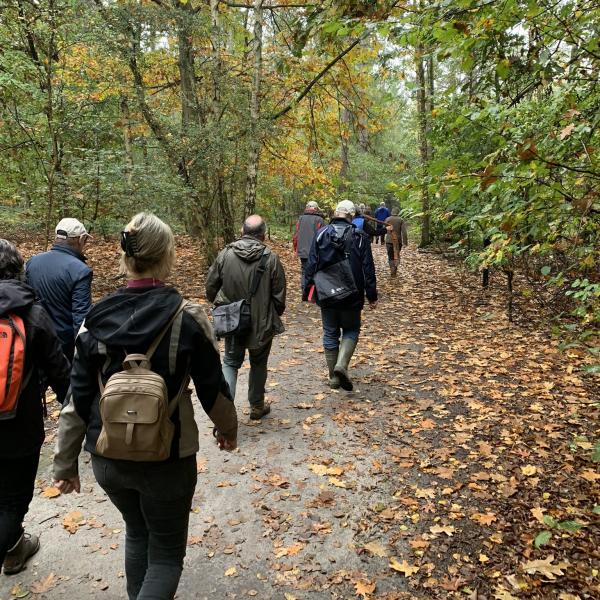 Groep loopt door de waterwinbossen in herfst