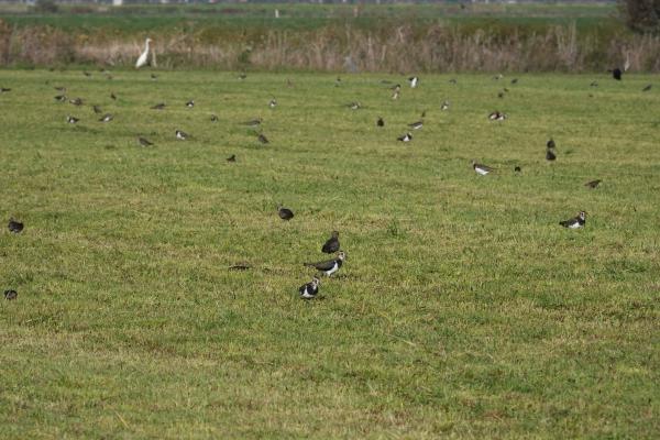 Kievits op grasland in Burghsluis