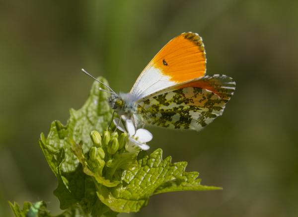 Oranjetipje