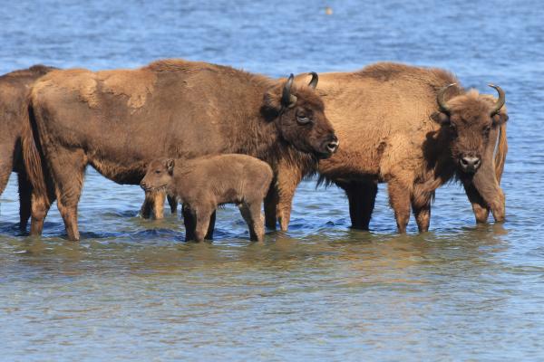 wisent met kalf